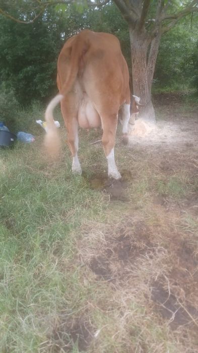 Vind o vaca și o junică