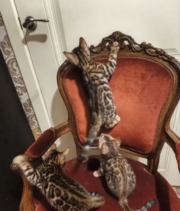 Бенгальские красавцы