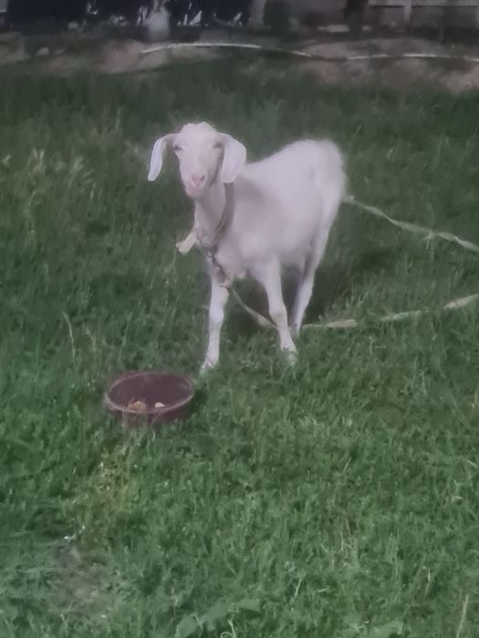 Лак шыбыш сатылады