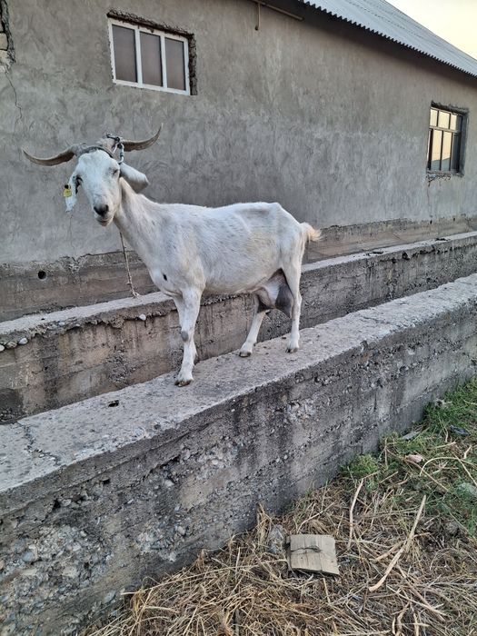 Коза ешки альпииский