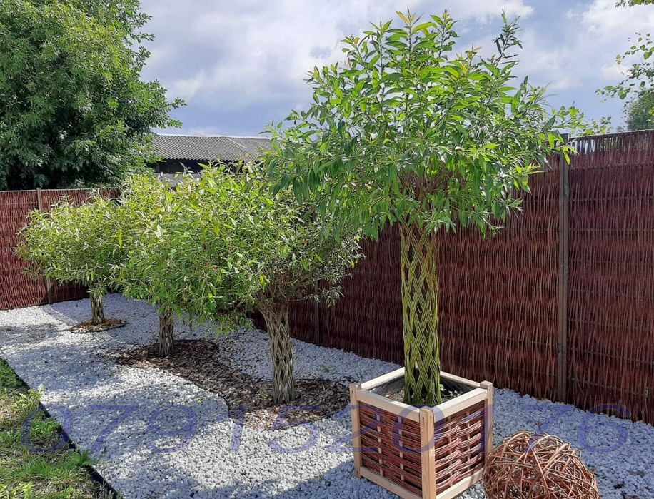 Salcie Salix americana tulpina impletita la ghiveci Posibilitate cumparare angro! Documente fiscale + Garantie + Inaltimi intre 140 - 300cm...