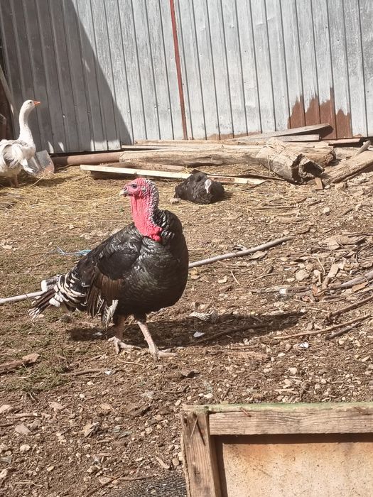 Vând păsări australorp,rățoi,curci