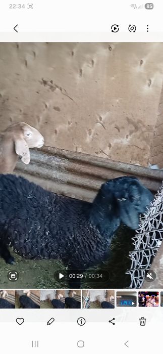 Ургашы токты сатылады