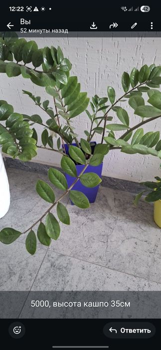 Продам комнатные цветы