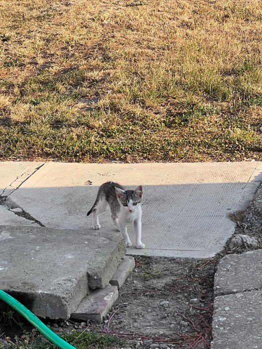 Pui de pisica spre adoptie