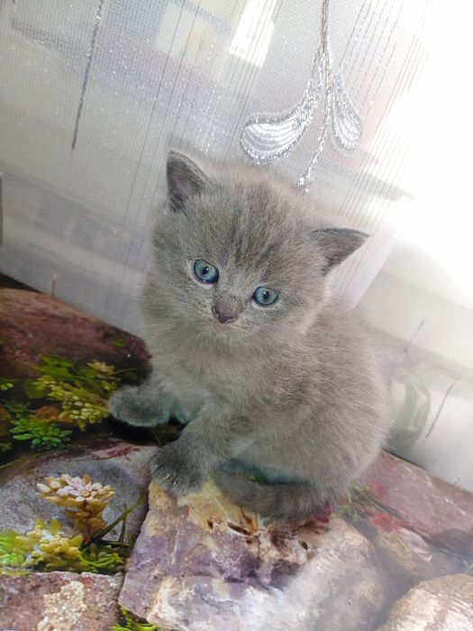 Котята продаются