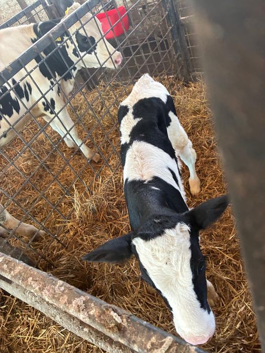 Vând tăuraș holstein