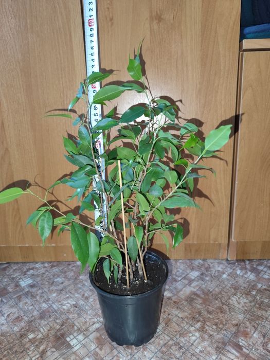 Фикусы Бенджамина
