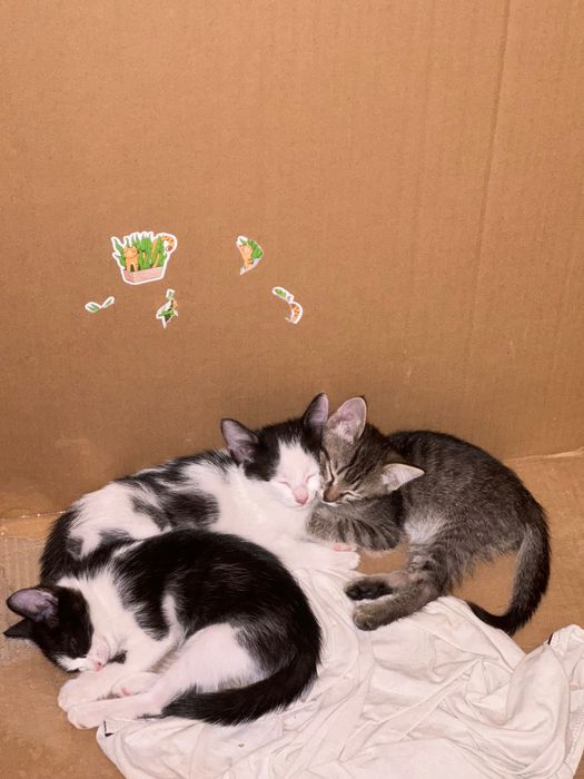 Отдам котят 2 мальчика и девочка