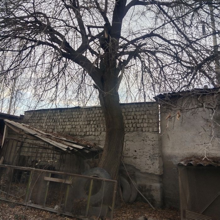 Мевали дарахт сотилади