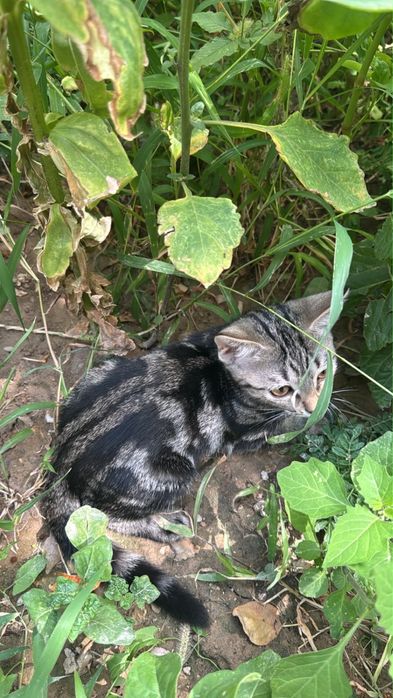 Сиамские Котята