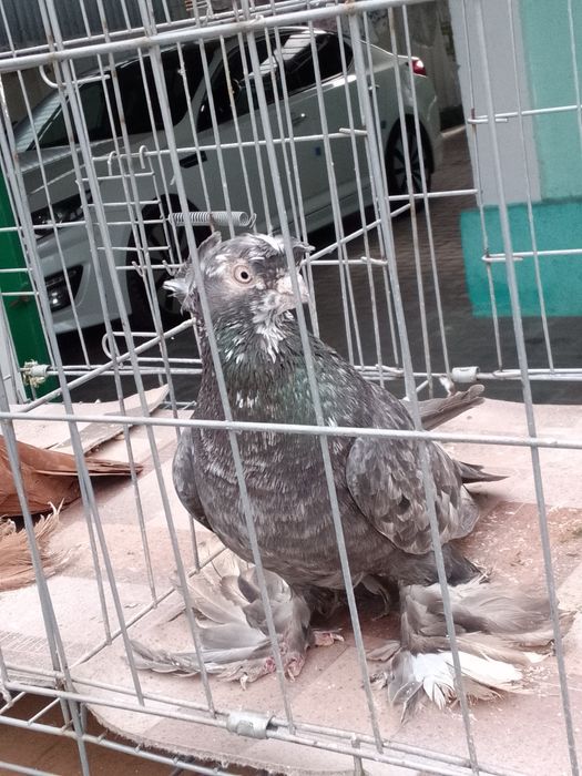 Тараз Челкар самец