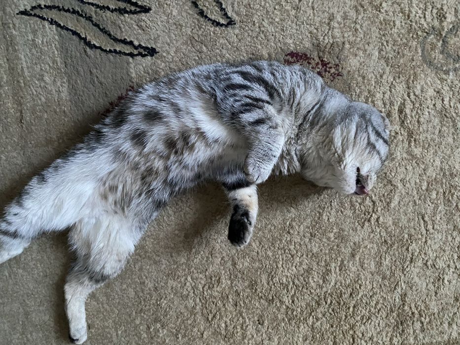 Скотиш фолд кот пишите на ватсап