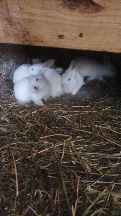 Iepurași Hycole 6 săptămâni