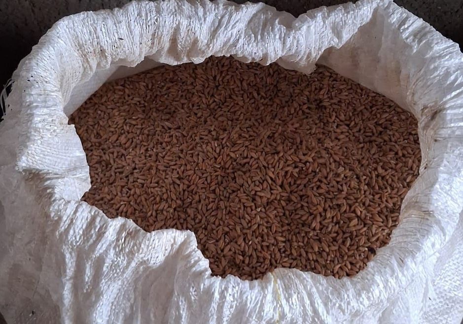 Grâu,orzoaică ,triticale