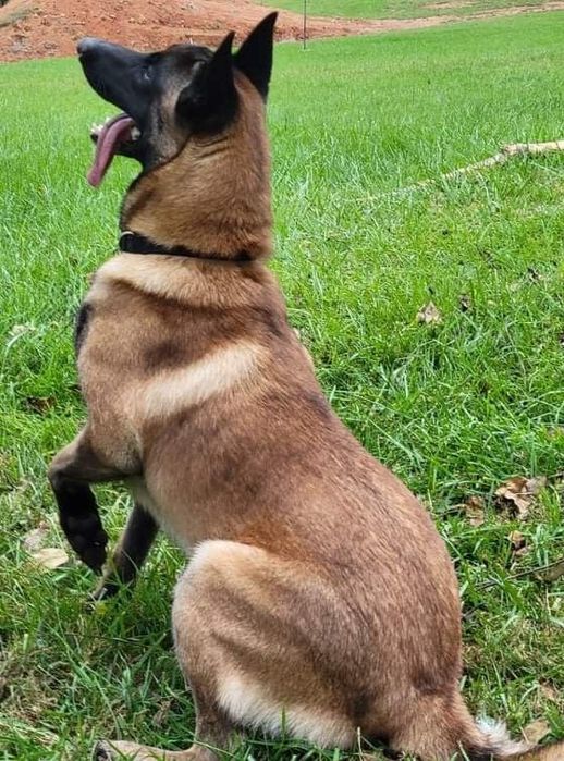 Belgiyeiskiy malinua