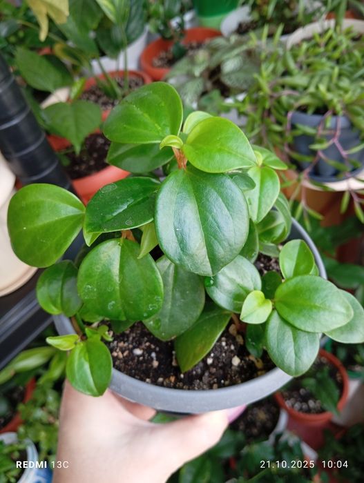 Продам комнатные растения