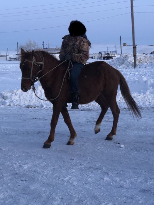 Костанай Айгыр