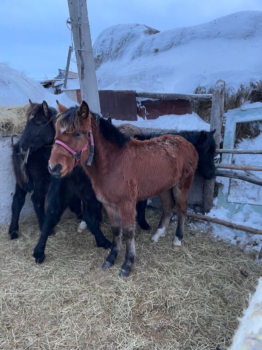 Жабагылар сатылады