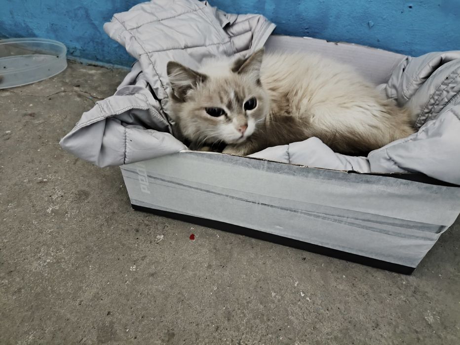 Отдам в добрые руки