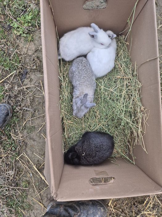 Кролик, кояндар сатылады