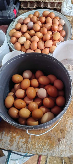 Домашный жұмыртқа