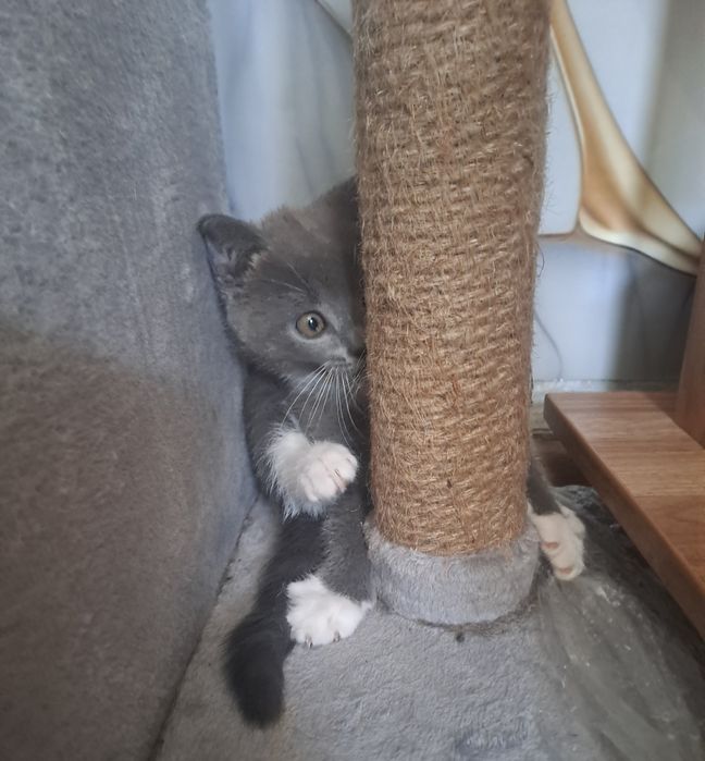 Котенок ищет новый дом