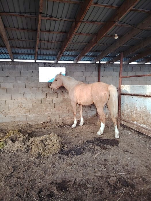 Айғыр жеребец ат лошадь конь