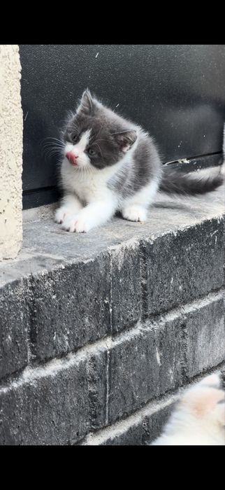 Котятам 1,5 мес.