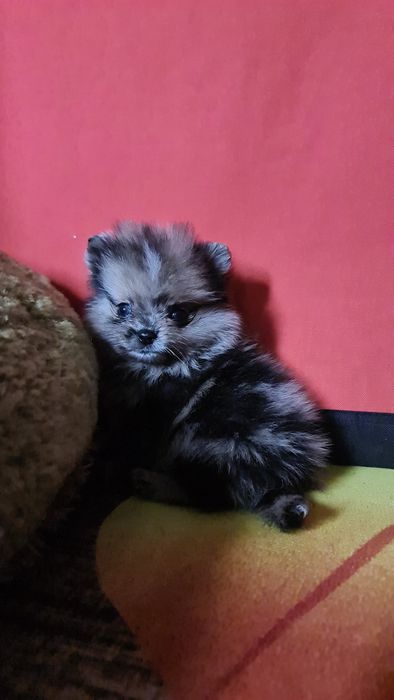 Шпиц померанский девочка и мальчик