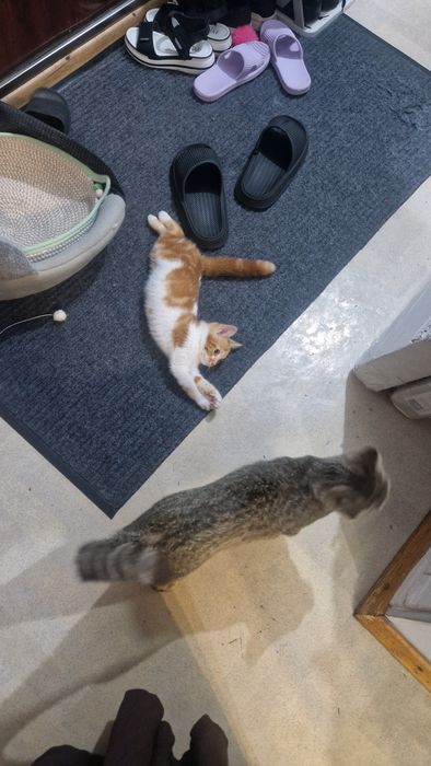 Котенок ищет семью.