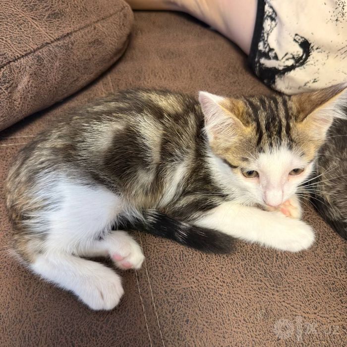 Котятам нужен дом!