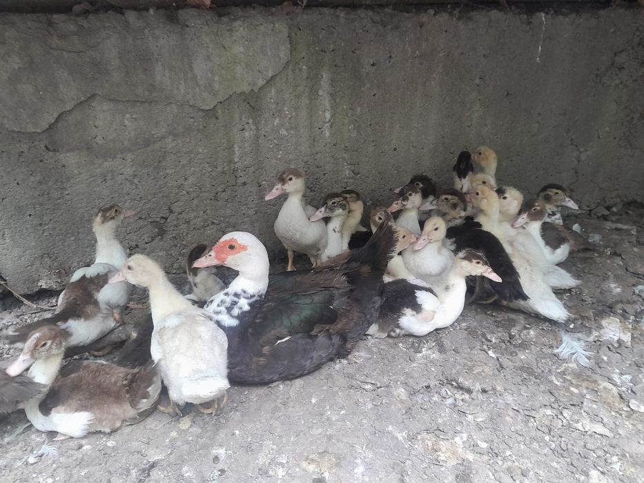 Продам индоутят разного окраса