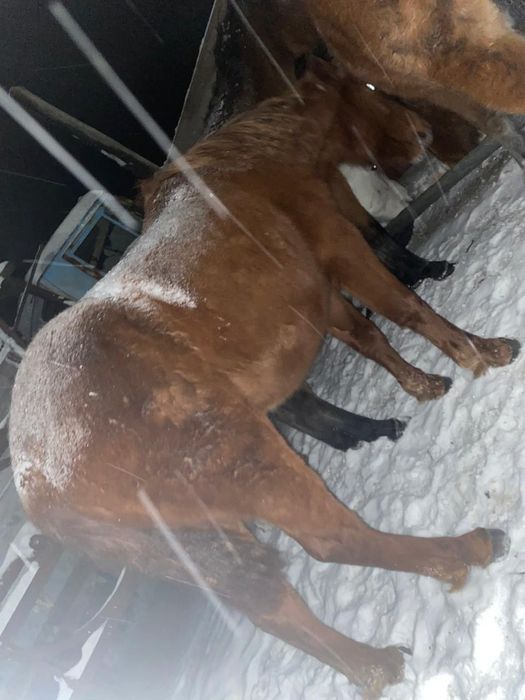 Үш бас полтарашка сатылады