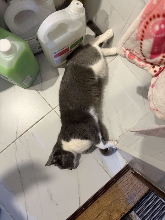 Пропал кот - Марс