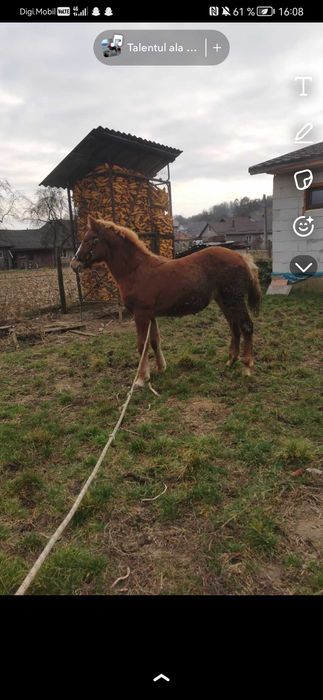 Vând mânză de 6 luni