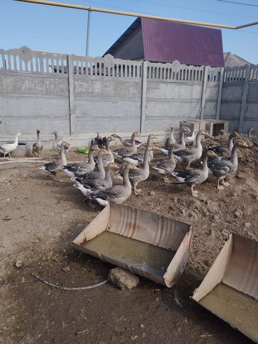 Продам Гусей Крупно серый оптом