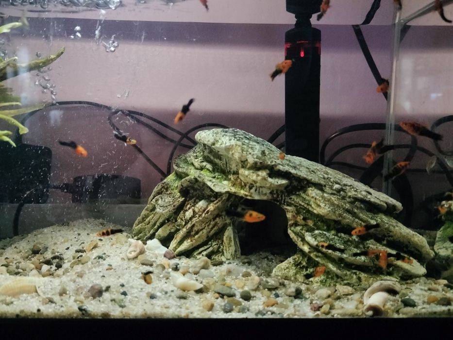 Vând pești xifo, masculi,femele adulți.