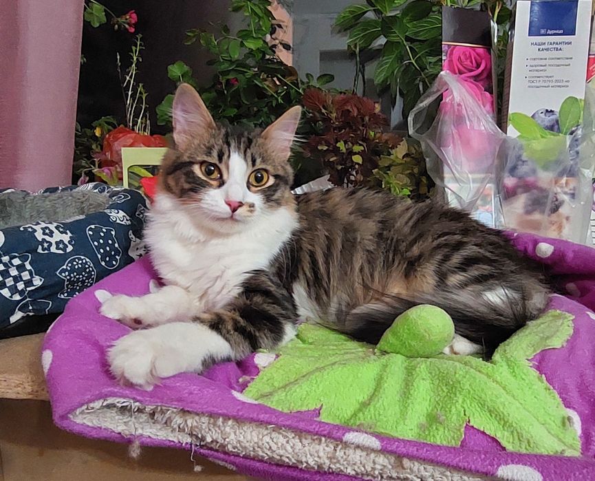 Отдам котика, зовут Сеня.