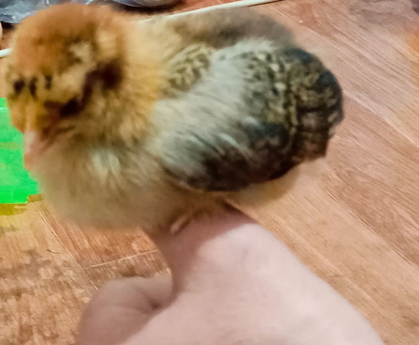 Тауық балапандары сатылады.