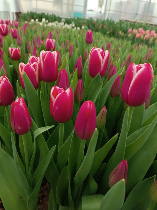 Тюльпаны к 8 марта