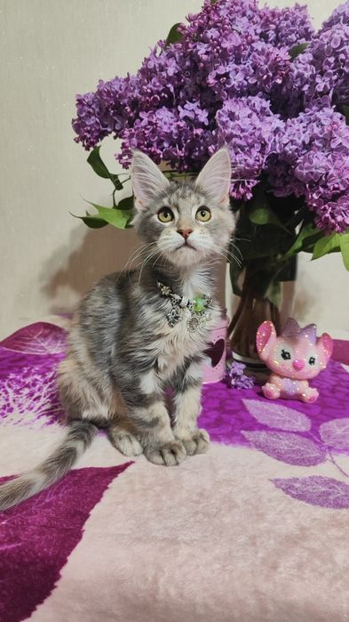 Котята породы Мейн-кун