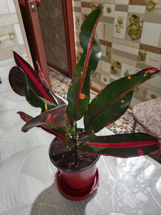 Кротон или кодиеум пёстрый