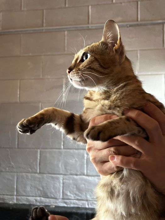 Бенгальская кошка