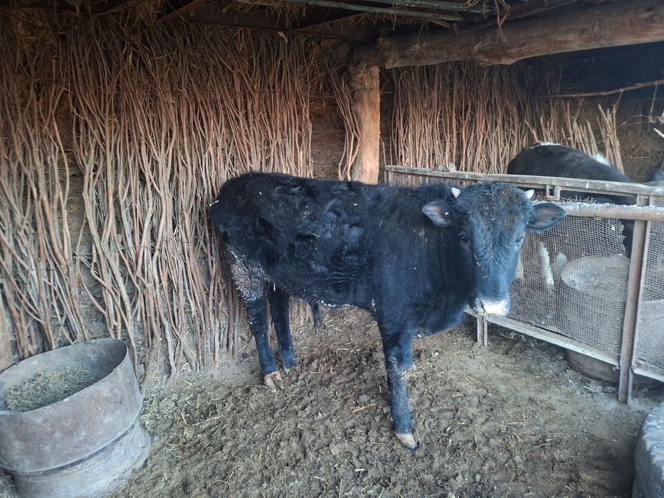 Семиз баспактар бар