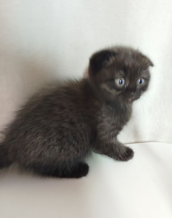 Продаются котята