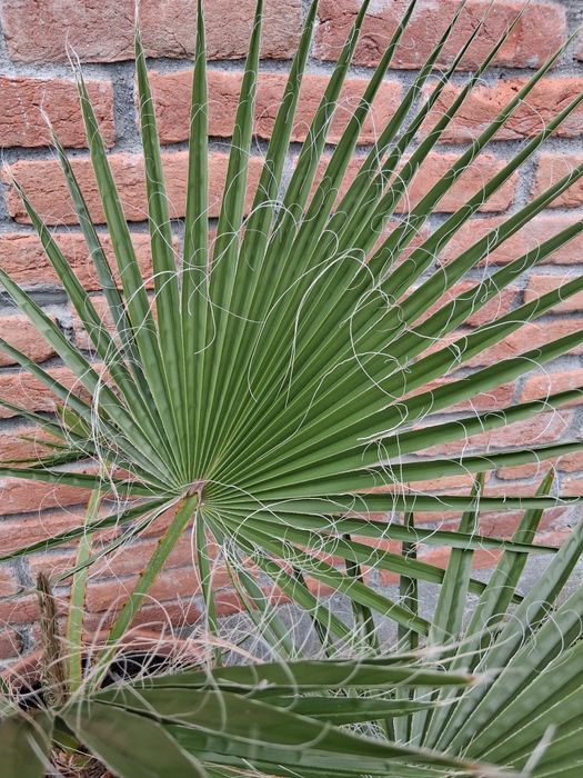 Palmier Washingtonia