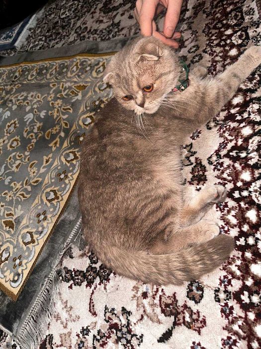 Шотландская вислоухая кошка или скоттиш-фолд — порода домашних кошек с