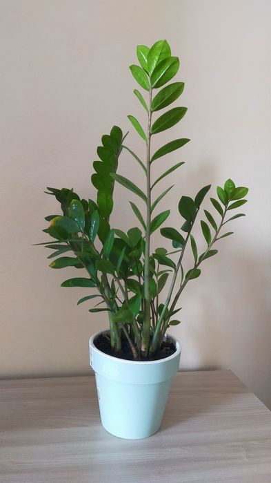 Продам молодое долларовое дерево