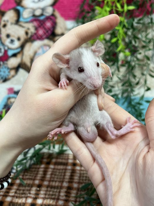 Крысята ручные кудряшки и сфинксы( крысы,крыса,крыски)